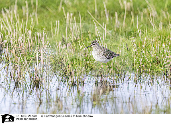 wood sandpiper / MBS-28559