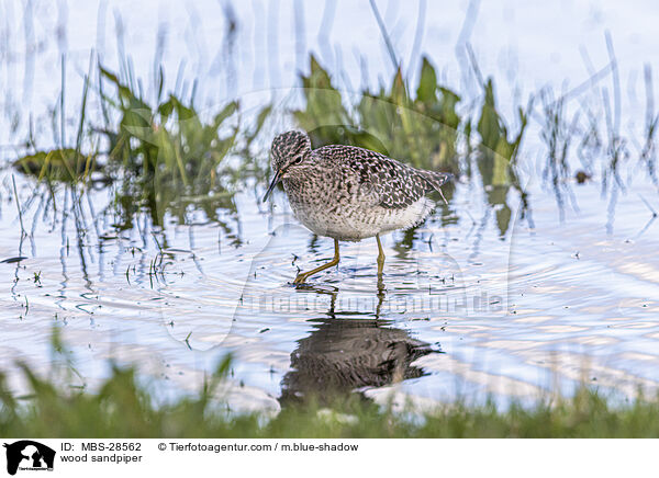Bruchwasserlufer / wood sandpiper / MBS-28562