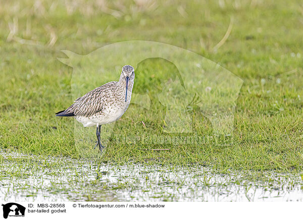 Pfuhlschnepfe / bar-tailed godwit / MBS-28568