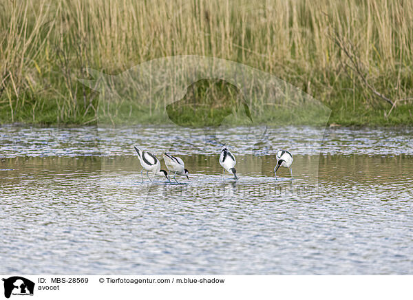 Sbelschnbler / avocet / MBS-28569