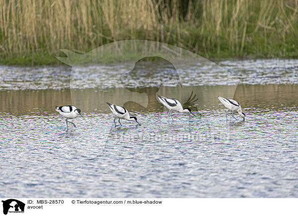 avocet / MBS-28570