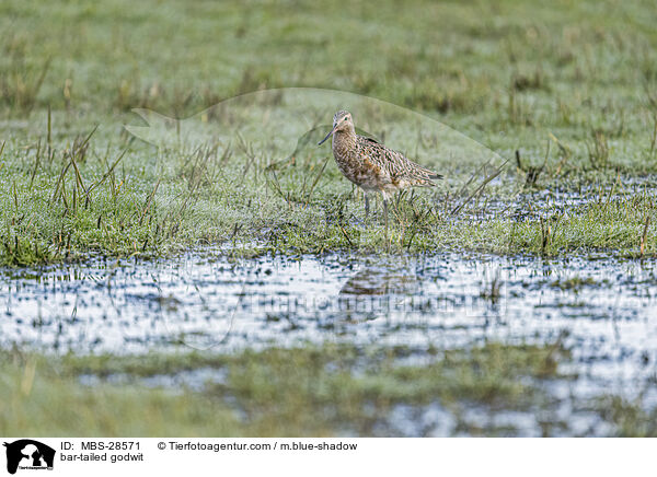 Pfuhlschnepfe / bar-tailed godwit / MBS-28571