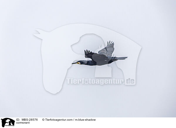 Kormoran / cormorant / MBS-28576