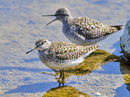 standing Wood Sandpiper