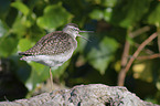 standing Wood Sandpiper