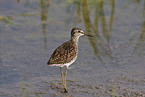 wood sandpiper