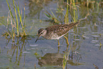 wood sandpiper
