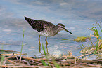 wood sandpiper
