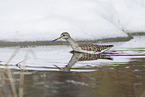 wood sandpiper