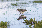 wood sandpiper