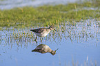 wood sandpiper