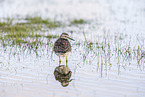 wood sandpiper