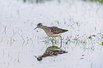 wood sandpiper