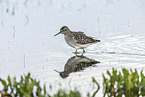 wood sandpiper