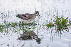 wood sandpiper