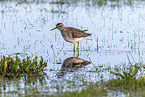 wood sandpiper
