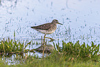 wood sandpiper