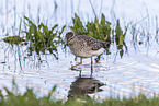 wood sandpiper