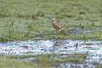 bar-tailed godwit