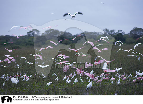 American wood ibis and roseate spoonbill / JR-01704