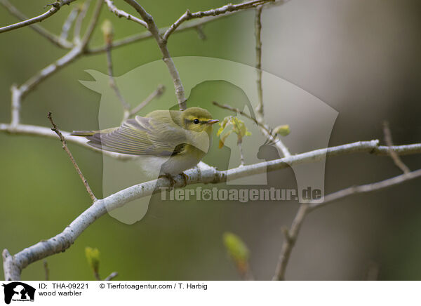 wood warbler / THA-09221