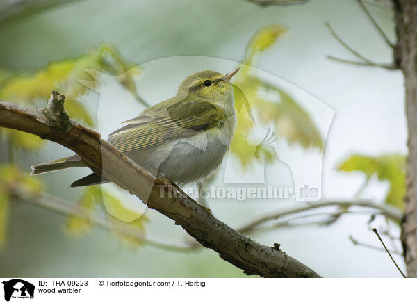 wood warbler / THA-09223