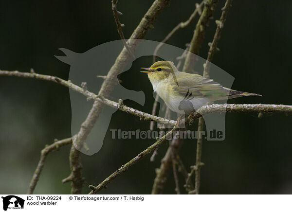 wood warbler / THA-09224