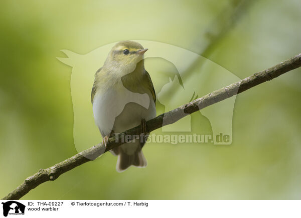 wood warbler / THA-09227