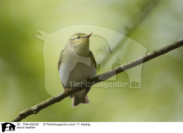 wood warbler / THA-09228