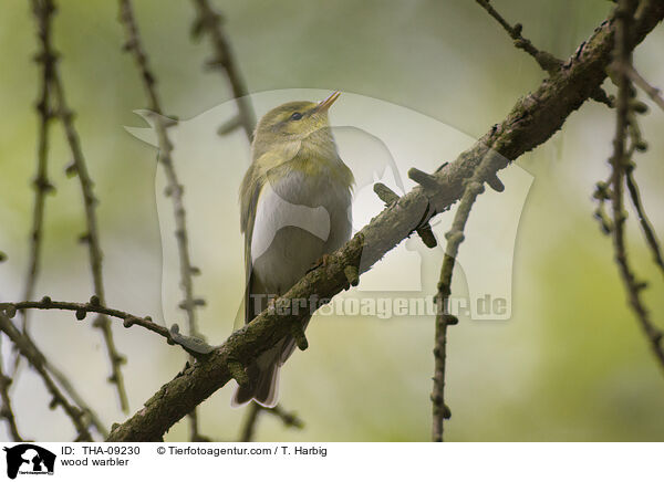 wood warbler / THA-09230