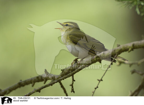 wood warbler / THA-09231