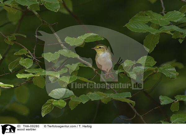 wood warbler / THA-09280