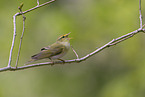 wood warbler