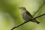 wood warbler