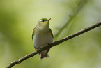wood warbler