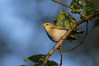 wood warbler