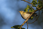 wood warbler