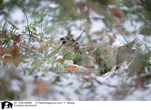 Waldschnepfe / Eurasian woodcock / THA-09680
