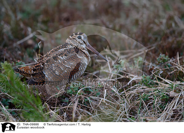 Eurasian woodcock / THA-09886