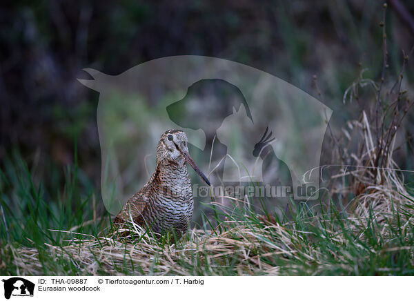 Eurasian woodcock / THA-09887
