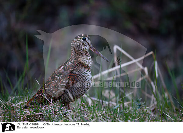 Waldschnepfe / Eurasian woodcock / THA-09889