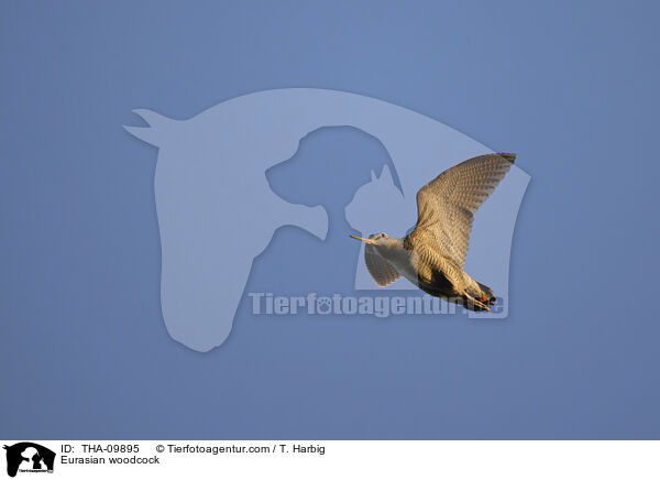 Waldschnepfe / Eurasian woodcock / THA-09895