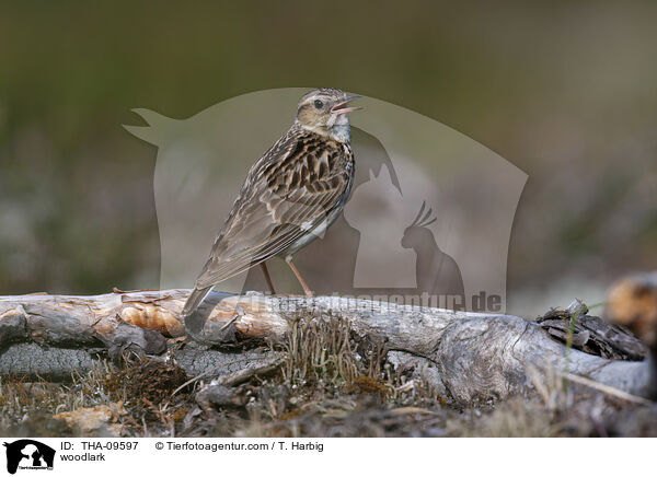 Heidelerche / woodlark / THA-09597