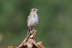 woodlark