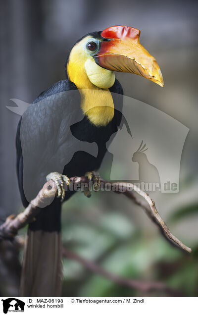 Runzelhornvogel / wrinkled hornbill / MAZ-06198