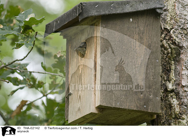Wendehals / wryneck / THA-02142