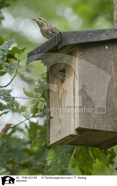 Wendehals / wryneck / THA-02145
