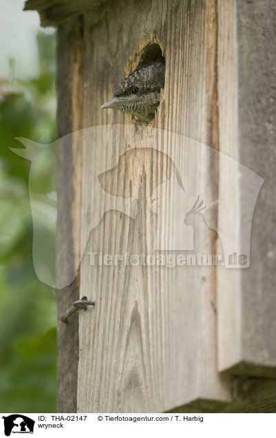 wryneck / THA-02147