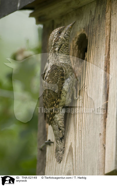 Wendehals / wryneck / THA-02149