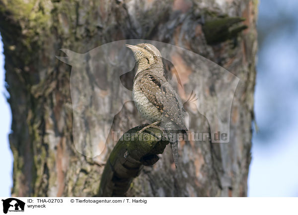 Wendehals / wryneck / THA-02703